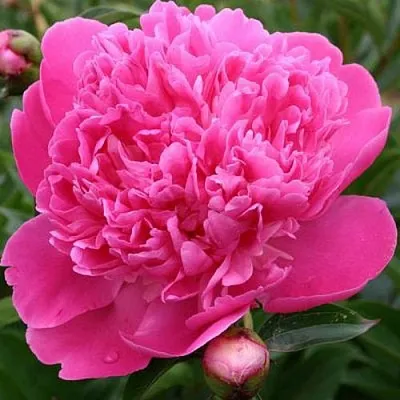 Пион ЭДУЛИС СУПЕРБА травянистый в Калуге