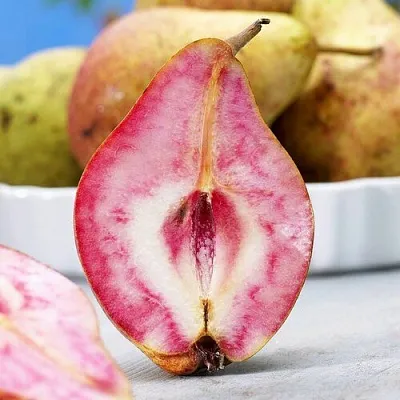 Груша БЛЮТБЕРН в Калуге