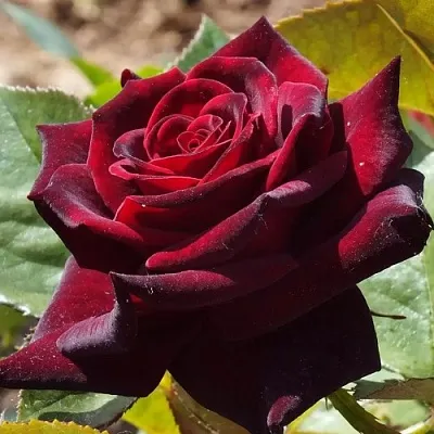 Саженцы роз БЛЭК БАККАРА чайно-гибридная в Калуге