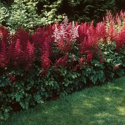 Астильба ГРАНАТ Арендса в Калуге