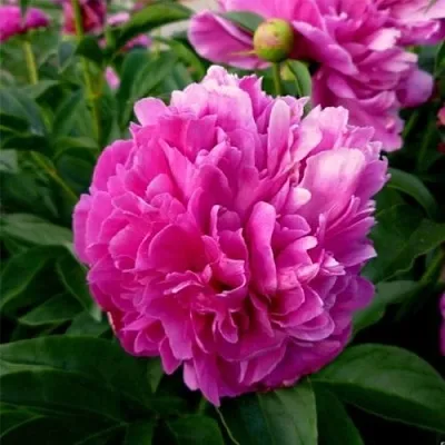 Пион ФЕЛИКС КРАУССЕ травянистый в Калуге