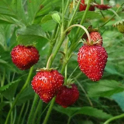 Земляника АЛЬПИЙСКАЯ  Земляника АЛЬПИЙСКАЯ в Калуге