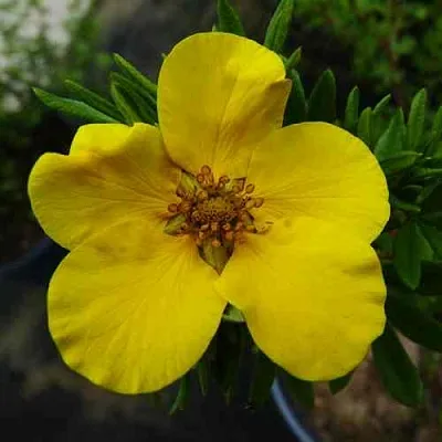 Лапчатка ГОЛДФИНГЕР кустарниковая  Лапчатка ГОЛДФИНГЕР кустарниковая в Калуге