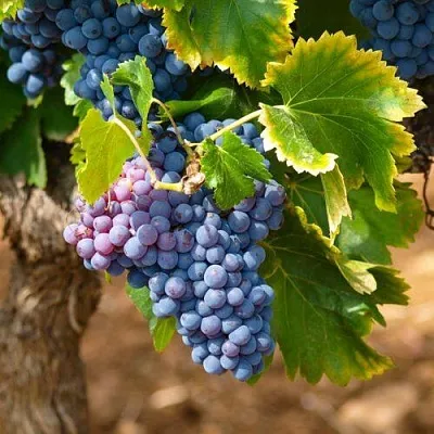 Виноград ЗИЛГА  Виноград ЗИЛГА в Калуге