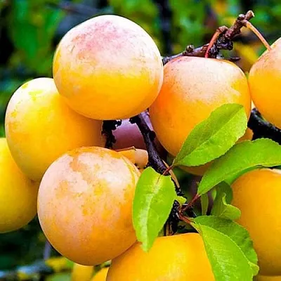 Слива МИНСКАЯ  Слива МИНСКАЯ в Калуге