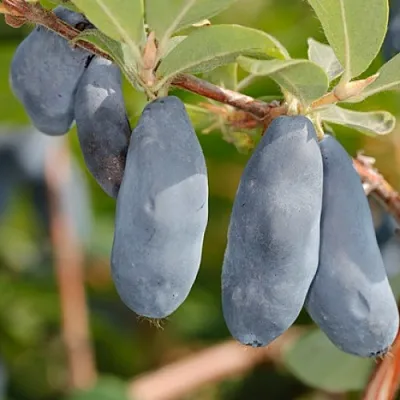 Жимолость съедобная СИНИЙ УТЕС  Жимолость съедобная СИНИЙ УТЕС в Калуге