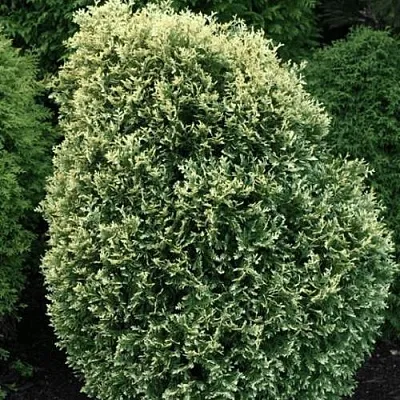 Туя ЛИТОМИШИЛ западная  Туя ЛИТОМИШИЛ западная в Калуге