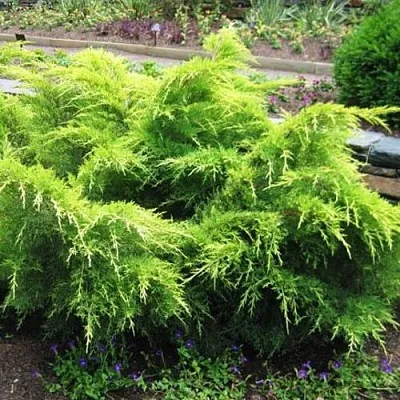 Можжевельник ГОЛД КОСТ средний в Калуге