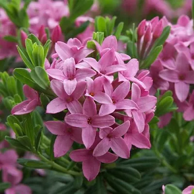 Волчеягодник КОЛЛИНА ГАРАЛЕНС  Волчеягодник КОЛЛИНА ГАРАЛЕНС в Калуге