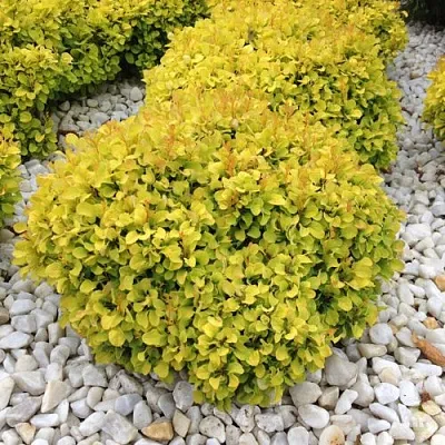 Барбарис БОНАНЗА ГОЛД тунберга  Барбарис БОНАНЗА ГОЛД тунберга в Калуге