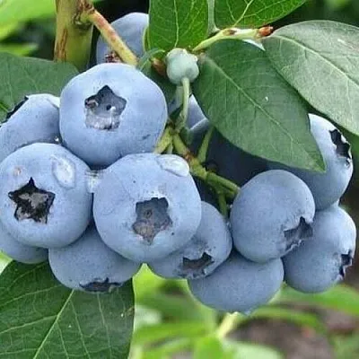 Голубика БЛЮЭТТА  Голубика БЛЮЭТТА в Калуге