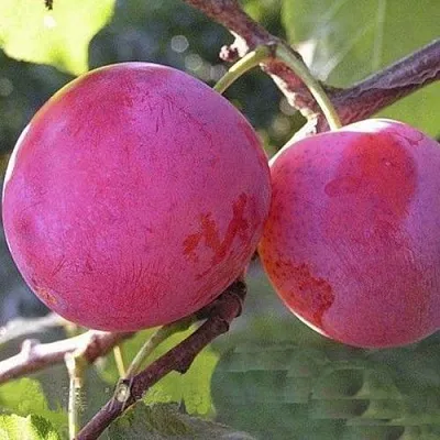 Слива ДЕЛИКАТНАЯ  Слива ДЕЛИКАТНАЯ в Калуге