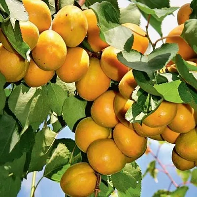 Абрикос БРЯНСКИЙ РАННИЙ  Абрикос БРЯНСКИЙ РАННИЙ в Калуге