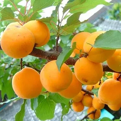 Абрикос ОРИГИНАЛ  Абрикос ОРИГИНАЛ в Калуге