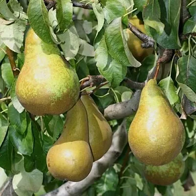 Груша САПФИРА колонновидная  Груша САПФИРА колонновидная в Калуге