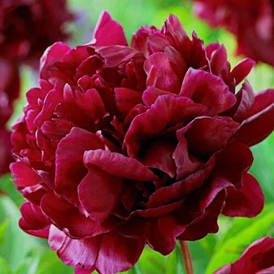 Пион АРМАНИ травянистый в Калуге