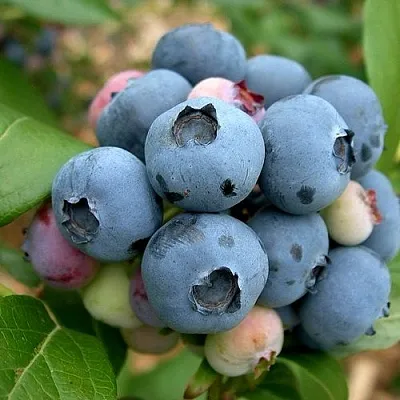 Голубика КОЛЛИНЗ  Голубика КОЛЛИНЗ в Калуге