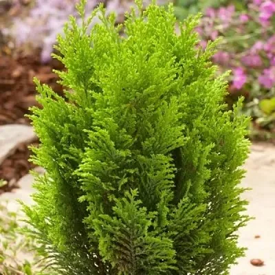 Кипарисовик ЭЛВУДИ ГОЛД лавсона в Калуге