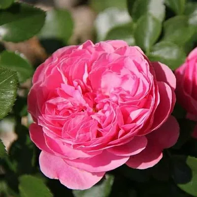 Саженцы роз ЛЕОНАРДО ДА ВИНЧИ флорибунда  Саженцы роз ЛЕОНАРДО ДА ВИНЧИ флорибунда в Калуге