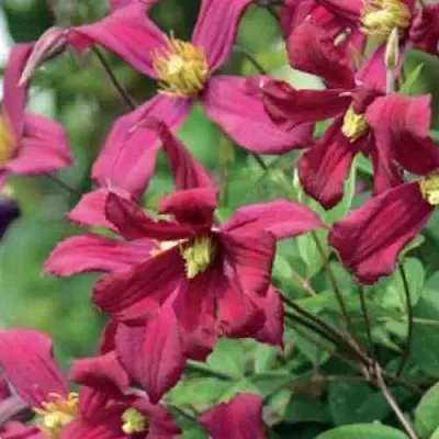 Клематис СТРОУБЕРРИ ФИЛДС  Клематис СТРОУБЕРРИ ФИЛДС в Калуге