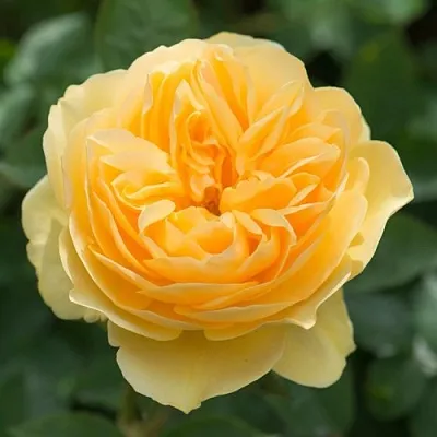 Саженцы роз ГРЕХАМ ТОМАС английская  Саженцы роз ГРЕХАМ ТОМАС английская в Калуге