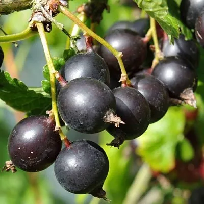 Йошта ДЖОСТАБЕРРИ  Йошта ДЖОСТАБЕРРИ в Калуге