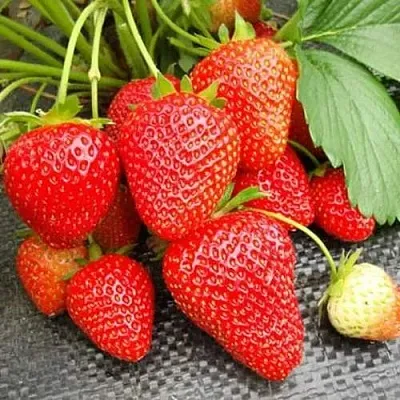 Клубника ВИМА РИНА ремонтантная в Калуге