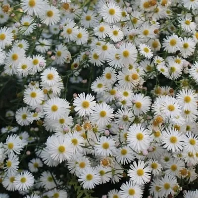 Болтония СНОУБЭНК в Калуге