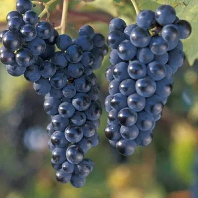 Виноград МАРКЕТТ  Виноград МАРКЕТТ в Калуге