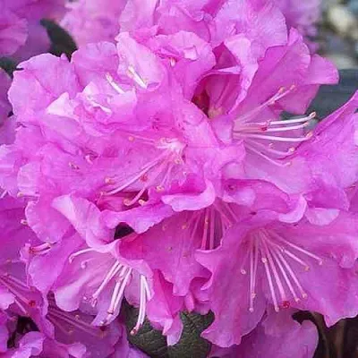 Рододендрон П.Ж.М. ЭЛИТ  Рододендрон П.Ж.М. ЭЛИТ в Калуге