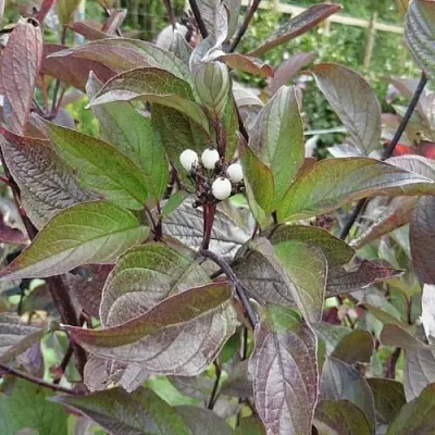 Дерен КЕССЕЛЬРИНГИ  Дерен КЕССЕЛЬРИНГИ в Калуге