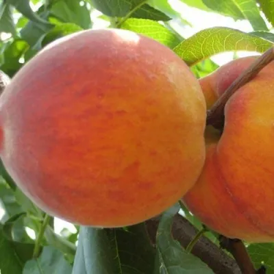 Персик СОЧНЫЙ — описание сорта Персик СОЧНЫЙ в Калуге