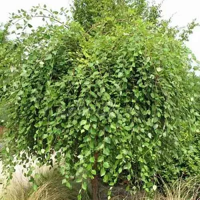 Береза САММЕР КАСКАД черная  Береза САММЕР КАСКАД черная в Калуге