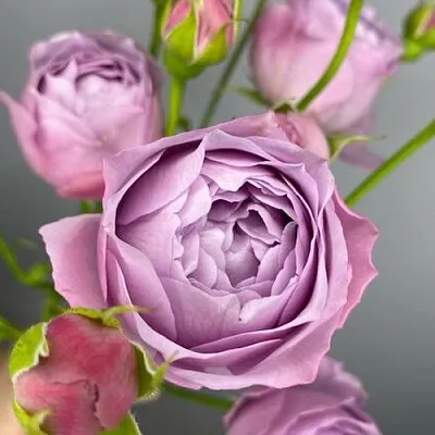 Саженцы роз ЛАВЕНДЕР БАБЛС спрей  Саженцы роз ЛАВЕНДЕР БАБЛС спрей в Калуге