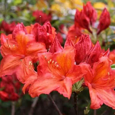 Азалия ЛИЛИНШТЕЙН японская  Азалия ЛИЛИНШТЕЙН японская в Калуге