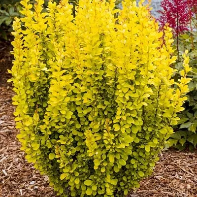 Барбарис ГОЛДЕН ТОРЧ тунберга  Барбарис ГОЛДЕН ТОРЧ тунберга в Калуге