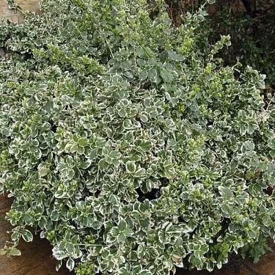 Бересклет ЭМЕРАЛЬД ГАИТИ форчуна  Бересклет ЭМЕРАЛЬД ГАИТИ форчуна в Калуге