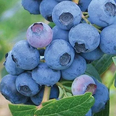 Голубика ЭРЛИБЛЮ  Голубика ЭРЛИБЛЮ в Калуге