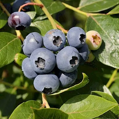 Голубика ШАНТЕКЛЕР  Голубика ШАНТЕКЛЕР в Калуге