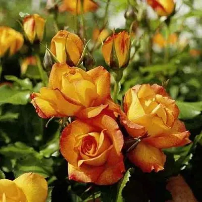 Саженцы роз САХАРА плетистая  Саженцы роз САХАРА плетистая в Калуге