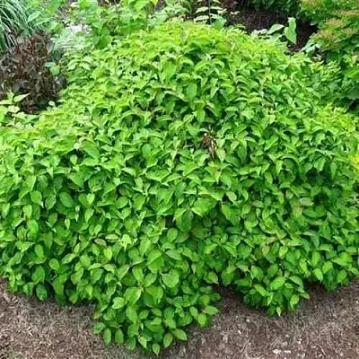 Дерен КЕЛСЕИ шелковистый   Дерен КЕЛСЕИ шелковистый  в Калуге