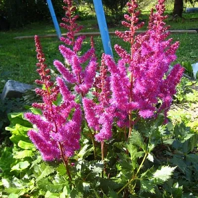 Астильба ЭЛИЗАБЕТ ВАН ВИН японская в Калуге