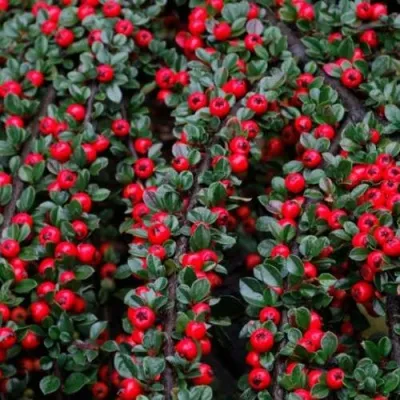 Кизильник УРСИНОВ горизонтальный — описание сорта Кизильник УРСИНОВ горизонтальный в Калуге