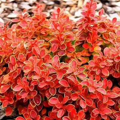 Барбарис КОРАЛ тунберга  Барбарис КОРАЛ тунберга в Калуге