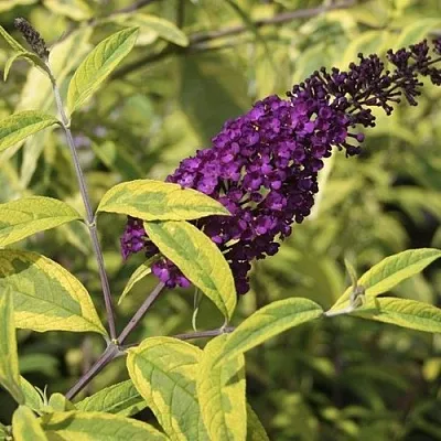 Буддлея давида САНТАНА   Буддлея давида САНТАНА  в Калуге