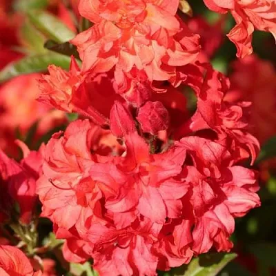 Азалия ФОЙЕРКОПФЕН крупноцветковая  Азалия ФОЙЕРКОПФЕН крупноцветковая в Калуге