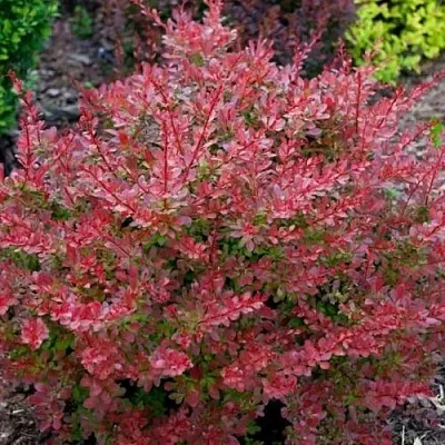 Барбарис ГОЛДЕН РИНГ тунберга  Барбарис ГОЛДЕН РИНГ тунберга в Калуге