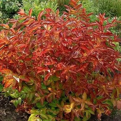 Вейгела ОГНЕННЫЕ КРЫЛЬЯ  Вейгела ОГНЕННЫЕ КРЫЛЬЯ в Калуге