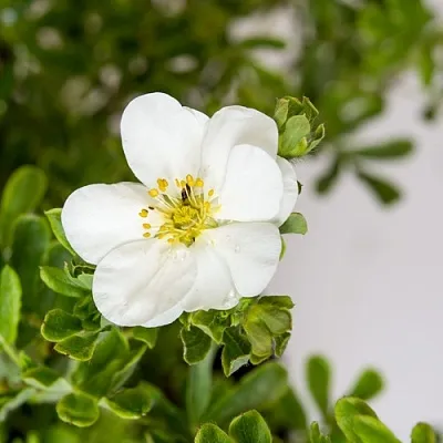 Лапчатка СНОУБЕРД кустарниковая  Лапчатка СНОУБЕРД кустарниковая в Калуге