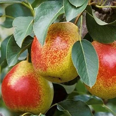 Груша ГОРНАЯ КРАСАВИЦА в Калуге